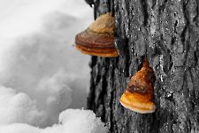 photo du mois en cours