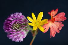 photo du mois en cours